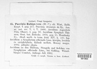Puccinia recondita image